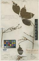 Type of Castanella paullinioides Spruce ex Radlk. [family SAPINDACEAE]
