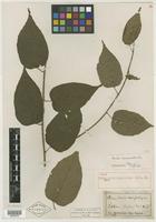 Type of Rubus latifolius Kuntze [family ROSACEAE]