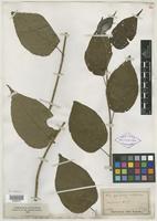 Type? of Rubus pyrifolius var. latifolius Kuntze [family ROSACEAE]
