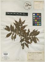 Type of Sorbus aucuparia var. japonica Maxim. [family ROSACEAE]