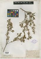 Type? of Spiraea hypericifolia var. heterantha Kuntze [family ROSACEAE]