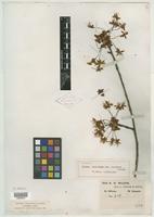 Type of Prunus dielsiana var. conferta Koehne [family ROSACEAE]