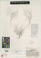 Isotype of Nemacladus sigmoideus G. T. Robbins [family CAMPANULACEAE]