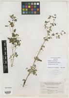Isotype of Thalictrum sparsiflorum var. saximontanum B. Boivin [family RANUNCULACEAE]