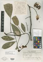 Isotype of Swartzia rediviva Cowan [family FABACEAE]