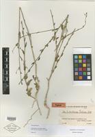 Type of Anthochlamys rechingeri Aellen [family CHENOPODIACEAE]