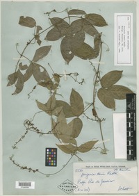 Syntype of Serjania tenuis Radlk. [family SAPINDACEAE]