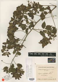 Syntype of Serjania confertiflora Radlk. [family SAPINDACEAE]