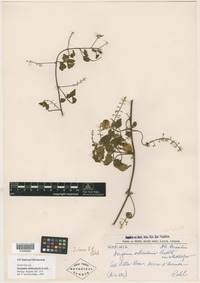 Syntype of Serjania orbicularis Radlk. [family SAPINDACEAE]