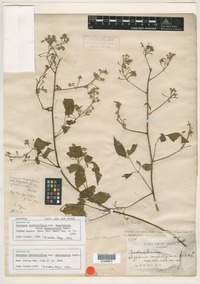 Syntype of Serjania confertiflora var. dasycephala Radlk. [family SAPINDACEAE]