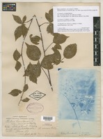 Type? of Rubus canadensis var. invisus L.H.Bailey [family ROSACEAE]