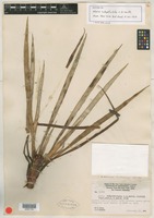 Isotype of Navia subpetiolata L.B.Sm. [family BROMELIACEAE]