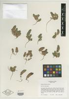 Isotype of Pogogyne floribunda Jokerst [family LAMIACEAE]