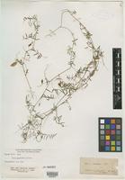 Type of Vicia palaestina Boiss. [family FABACEAE]