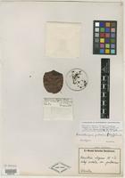 Holotype of Banisteria elegans var. pubescens Nied. [family MALPIGHIACEAE]