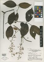 Isotype of Banisteriopsis prancei B. Gates [family MALPIGHIACEAE]