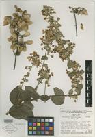 Isotype of Banisteriopsis variabilis B. Gates [family MALPIGHIACEAE]
