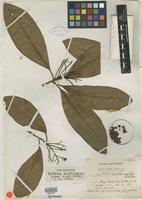 Isotype of Wallenia erythrocarpa Urb. [family MYRSINACEAE]