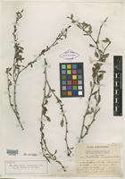 Isotype of Acidocroton verrucosus Urb. [family EUPHORBIACEAE]