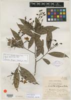 Isotype of Ouratea elegans Urb. [family OCHNACEAE]