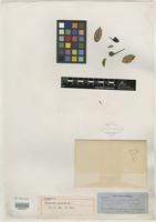 Isotype of Marcgravia oligandra C. Wright [family MARCGRAVIACEAE]