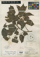 Isotype of Homalium pleiandrum S. F. Blake [family FLACOURTIACEAE]