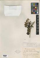 Isotype of Herodotia haitiensis Urb. & Ekman [family ASTERACEAE]