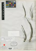Isotype of Isoetes cubana Engelm. [family ISOETACEAE]