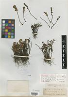 Holotype of Notholaena inaequalis f. minor Kuntze [family PTERIDOPHYTE]