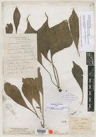 Type? of Antrophyum obovatum Baker [family PTERIDACEAE]