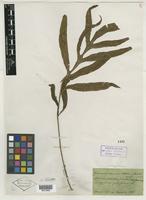Type of Grammitis decurrens Wall. [family PTERIDOPHYTE]