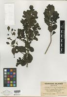 Type of Coprosma ochracea var. kaalae H. St. John [family RUBIACEAE]