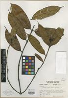 Isotype of Faramea jefensis Dwyer & M. V. Hayden [family RUBIACEAE]