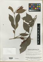Isotype of Psychotria perijaensis Steyerm. [family RUBIACEAE]