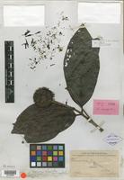Isotype of Nauclea monocephala Merr. [family RUBIACEAE]
