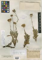 Type of Grindelia volkensii var. latifolia Kuntze [family ASTERACEAE]