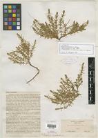 Isotype of Glaux acutifolia A. Heller [family PRIMULACEAE]