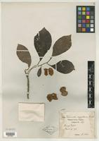Isotype of Terminalia oryzetorum Craib [family COMBRETACEAE]