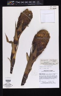 Holotype of Guzmania claviformis H. Luther [family BROMELIACEAE]