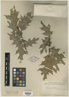 Type? of Quercus coccinea var. microcarpa Torr. [family FAGACEAE]