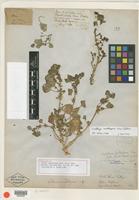 Holotype of Obione suckleyana Torr. ex A. Gray [family CHENOPODIACEAE]