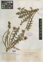 Syntype of Taraxacum sublaeticolor Dahlst. [family ASTERACEAE]