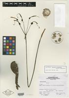 Isotype of Eucrosia calendulina Meerow & Sagást. [family LILIACEAE]