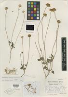 Holotype of Viguiera soliceps Barneby [family ASTERACEAE]