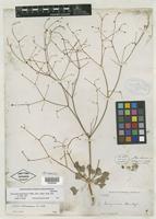 Isotype of Eriogonum mohavense S. Watson [family POLYGONACEAE]