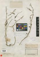 Type of Oxygonum delagoense Kuntze [family POLYGONACEAE]