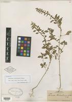 Isotype of Amaranthus chihuahuensis S. Watson [family AMARANTHACEAE]