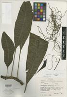 Isotype of Charpentiera densiflora Sohmer [family AMARANTHACEAE]