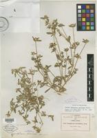 Isotype of Gomphrena parviceps Standl. [family AMARANTHACEAE]