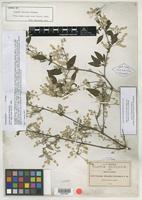 Syntype of Iresine discolor Greenm. [family AMARANTHACEAE]